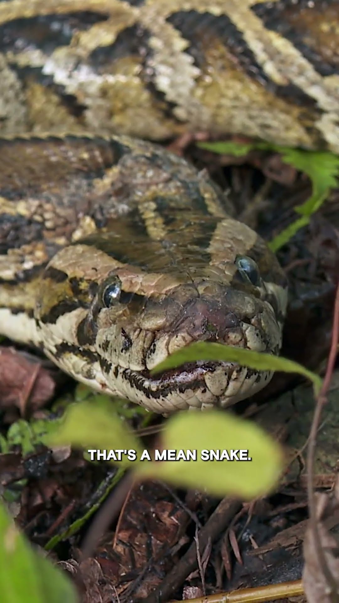 Troy and Pickle Nab a MEAN Snake! | Swamp People: Serpent Invasion | #Shorts