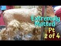 Six groomers One Veterinarian who caused the pain to my matted dog PT2 of 4