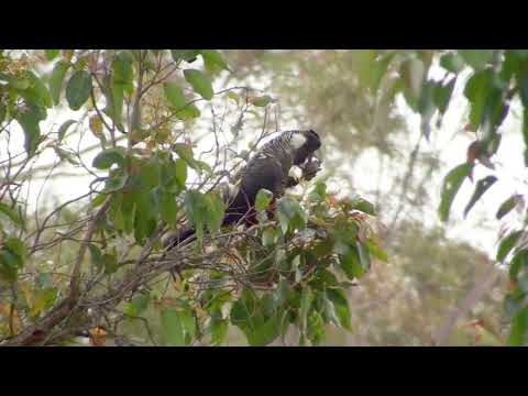 Baudin's Black-Cockatoo
