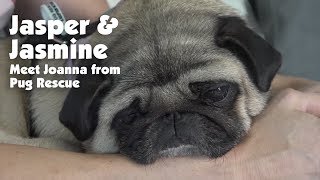 Jasper & Jasmine - Meet Pug Rescue Founder, Joanna