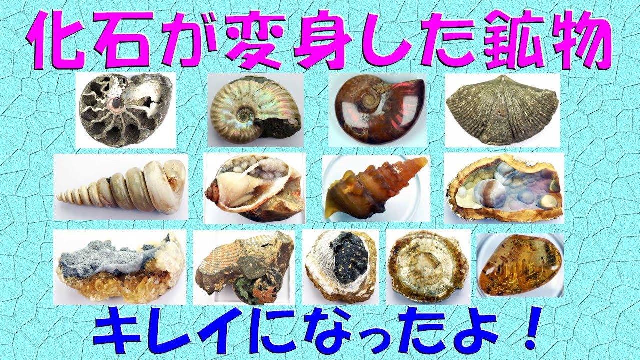 鉱物の部屋 ⑧化石が変身した鉱物 - YouTube