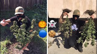 Pulling Weed Plants Out OnHalloween FirstTimeGrowing🔵🍪