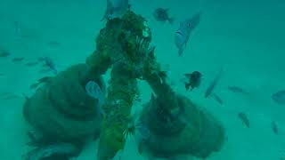 Strikelines Private Reef Lots Of Fish