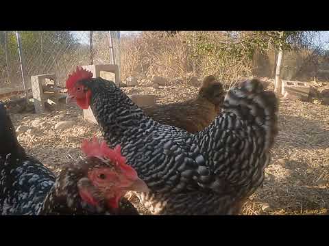 The chickens doing their thing for the GoPro Hero 9 black - YouTube