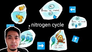 Nitrogen cycle | simpleng paliwanag