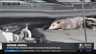 Opossum Hitches Ride To Queens Under the Hood Of Car