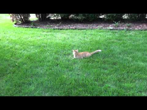 charlie-and-the-chipmunk---part-4