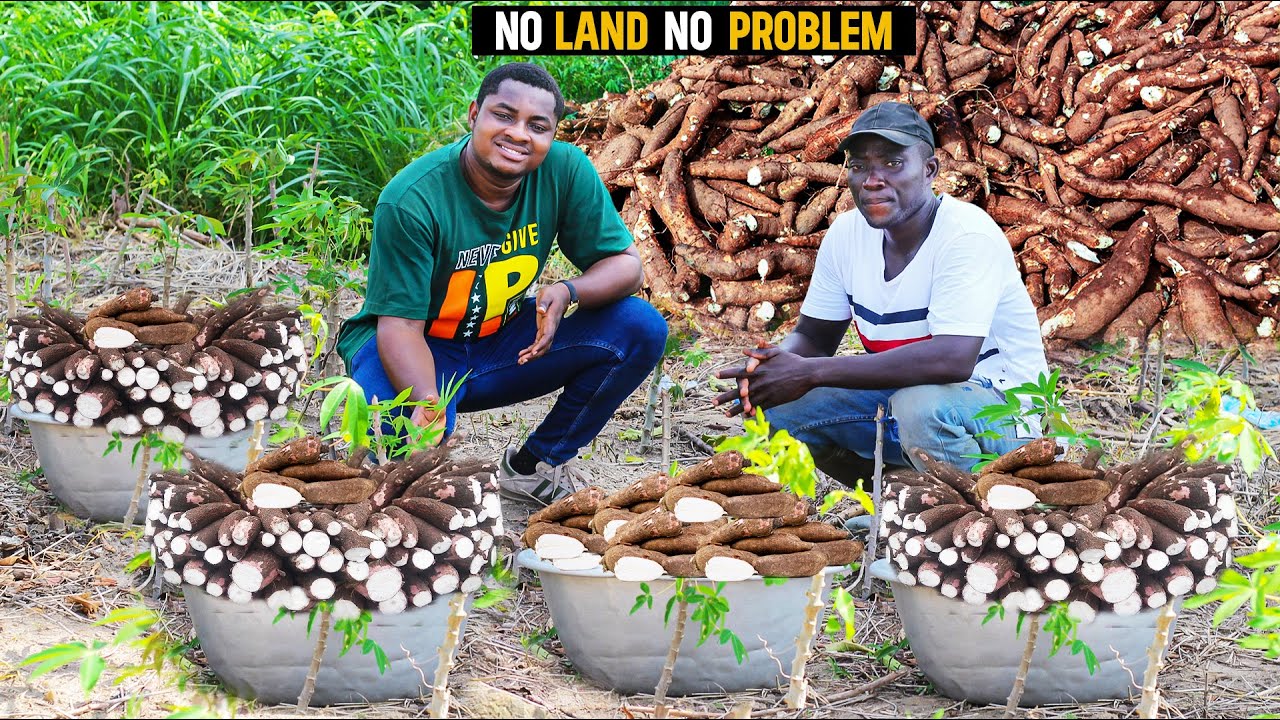 Как он заработал 100 000 ганских шиллингов (8404,17 долл. США) за 6 месяцев на своей 10-акровой ф...