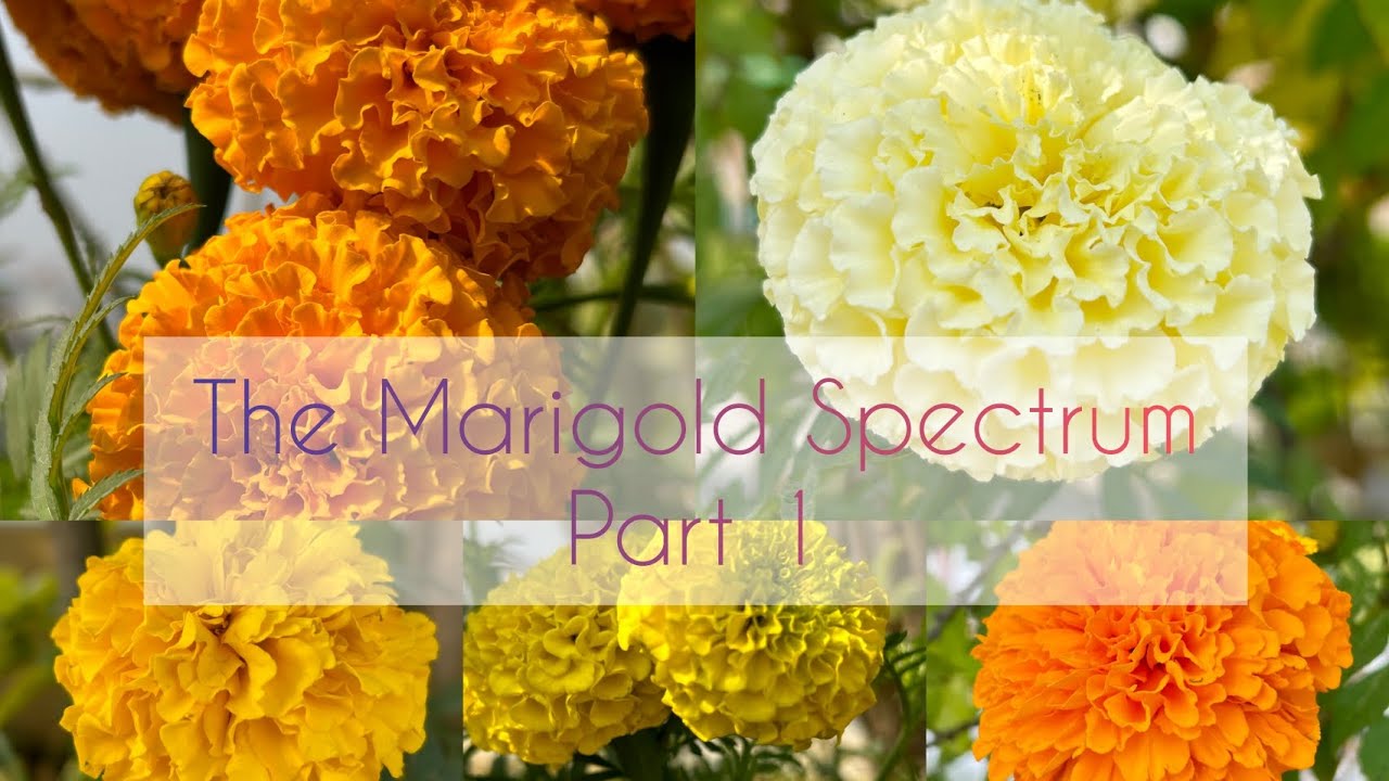 Merigold Blooms 🌼 l Part- 1 l #the_tiny_terracegarden