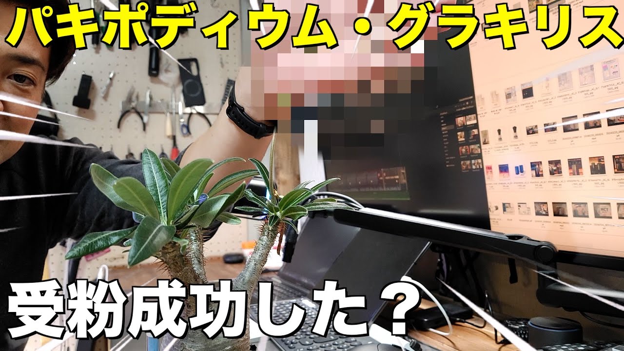 【結果発表】パキポディウム・グラキリス 受粉成功した？
