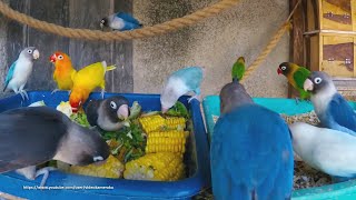 Download Lagu Lovebirds Meal Time - Healthy Food For Birds MP3 Download Lagu Lovebirds Meal Time - Healthy Food For Birds MP3