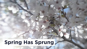 Spring Has Sprung | UConn