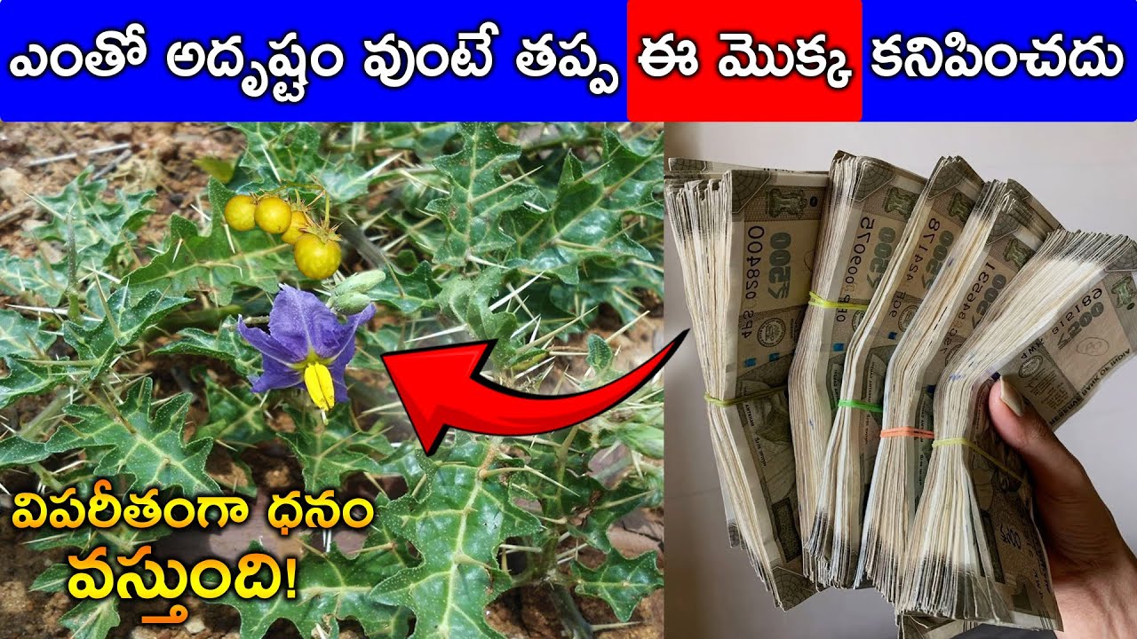 ఎంతో అదృష్టం వుంటే తప్ప ఈ మొక్క కనిపించదు విపరీతంగా ధనం వస్తుంది!