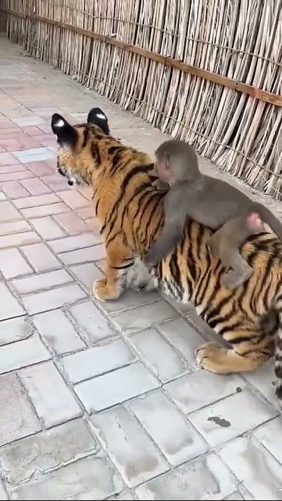 Tiger and Monkey are Childhood Friends | Nouman Hassan | #tiger #lion
