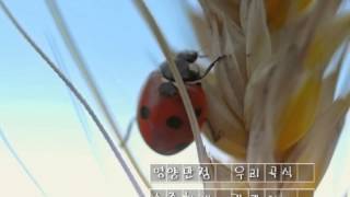 우리밀 8 1차 20091002