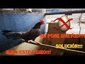 Si Quieres Sacar Camada Mira Este Video 🐓🐔🐥👍