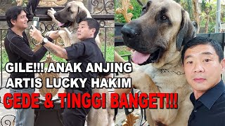 GEDE BANGET ANAK ANJING LUCKY HAKIM !!!  KANGAL