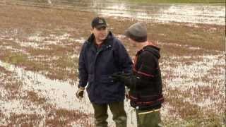 Fresh Cranberries -  Habelman Cranberry Family Farm part 2