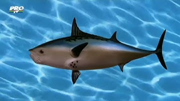 SpongeBob SquarePants Season 2 Intro(Romanian + Subtitles with Lyrics in Romanian)