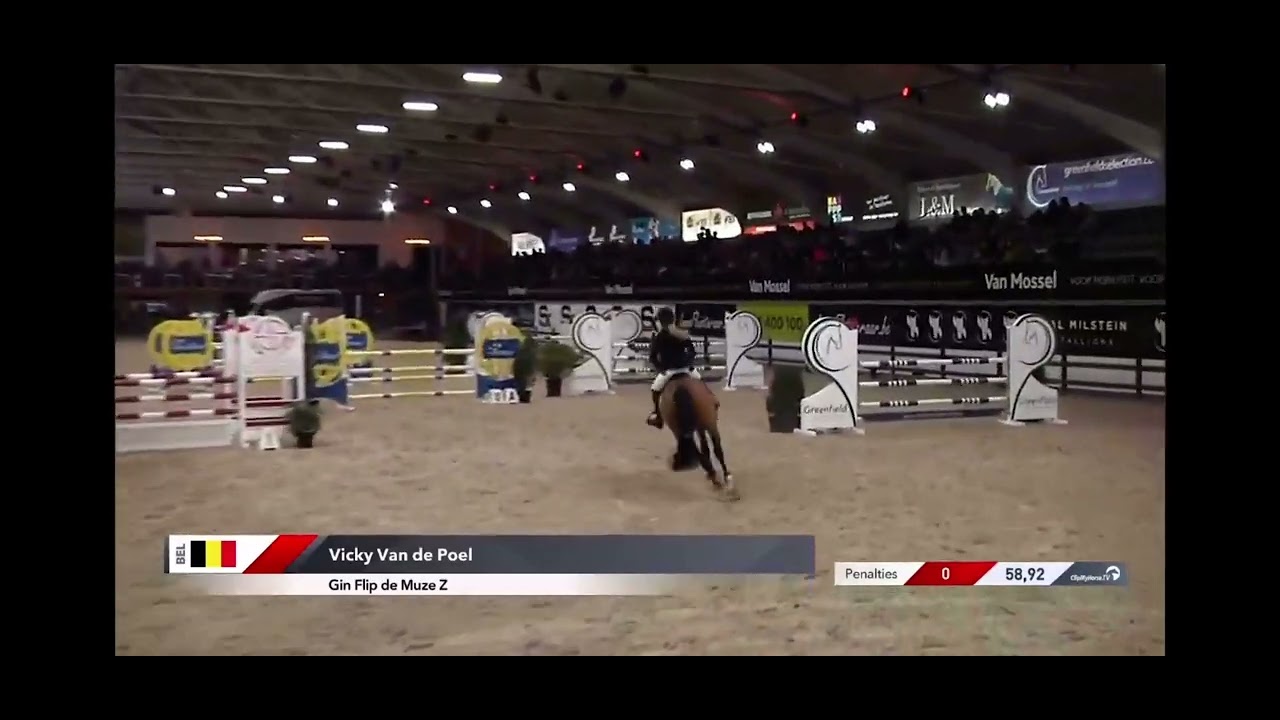 Gin Flip de Muze Z 6yo Final Stallion Competition Lier YouTube