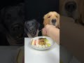 Cute dogs eating challenge #doggie #dog #puppy #pets #mukbang #amazing #gadgests #cuteanimal