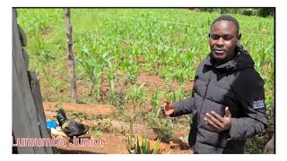 Kienyeji Chicken Farming: The Complete Guide (2025)