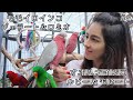 #8 ジェラート&ロミオ ♡ ルビー&モヒート ／ Eclectus & Galah Happy couples!