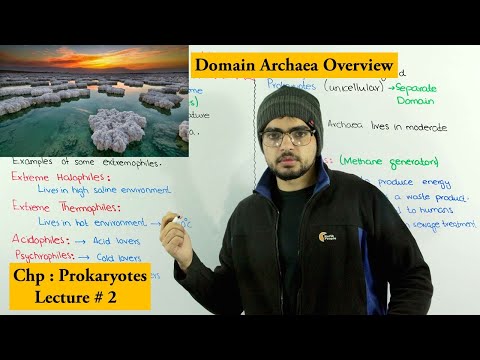 वीडियो: आर्किया डोमेन का क्या अर्थ है?