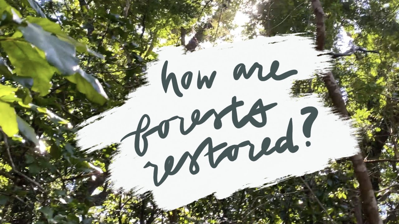 How Are Native Forests Restored? - YouTube