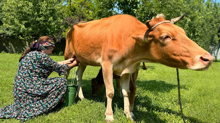 Grandma Milked the Cow and Made Yogurt from Fresh Milk: Yogurt Making at Home! - DayDayNews