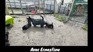 Première Sortie dans le jardin pour nos Chiots Scottish Terrier by Pôle Canin Artémis 976 views 1 year ago 2 minutes, 5 seconds