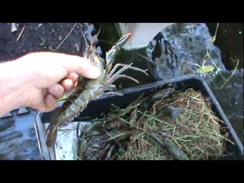 REDCLAW CRAYFISH queensland native