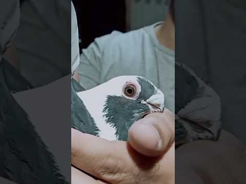 الحمام الغزار مصري الحمام الابلق الاسود