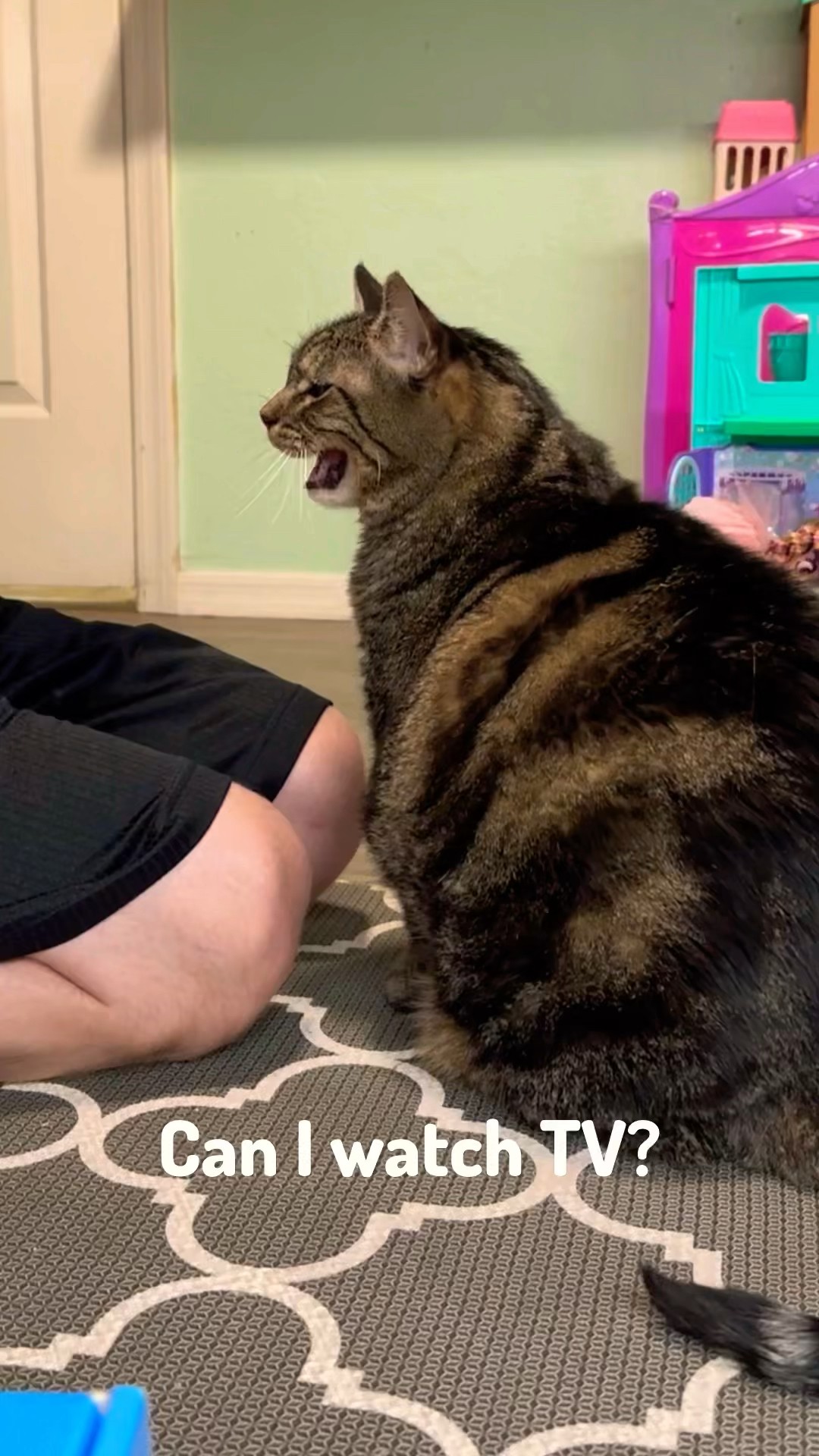 “I’ll ask dad” #talkingcat