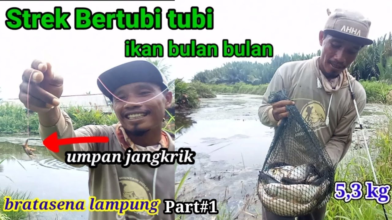CARA MEMANCING IKAN BULAN BULAN UMPAN ALAMI ~ BOLO JORAN