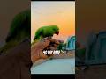 Champion hai me 🦜👑 #dialogue #parrot #viralshort #viralvideo #shorts