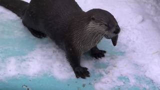 カナダカワウソ @北海道釧路市動物園 Canadian Otter in Kushiro Zoo Hokkaido