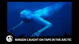 Ningen Footage - Giant Arctic Sea Creature Caught on Tape Explained