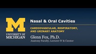 Nasal Cavity