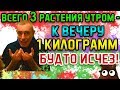 ВСЕГО 3 РАСТЕНИЯ УТРОМ - К ВЕЧЕРУ 1 КГ БУДТО ИСЧЕЗ! Островский Похудеть, набрать вес, обмен веществ