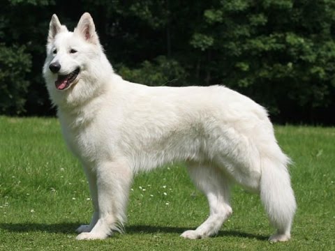 Berger Blanc Suisse Tout Savoir Sur Cette Race De Chien White Swiss Shepherd Vf