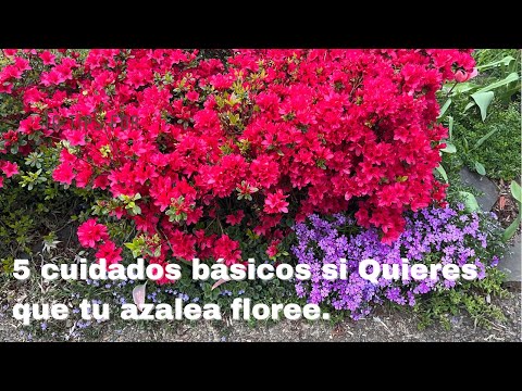 Video: ¿Por qué no florecen mis azaleas? Consejos para hacer que las azaleas florezcan