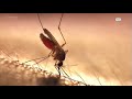 Mosquito spraying set to begin after rain boosts breeding conditions
