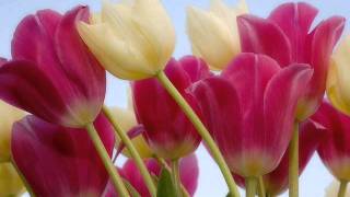 الشيخ مصطفى إسماعيل سورة ص Mustafa Ismail Surah Sad