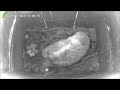 3rd egg is hatching