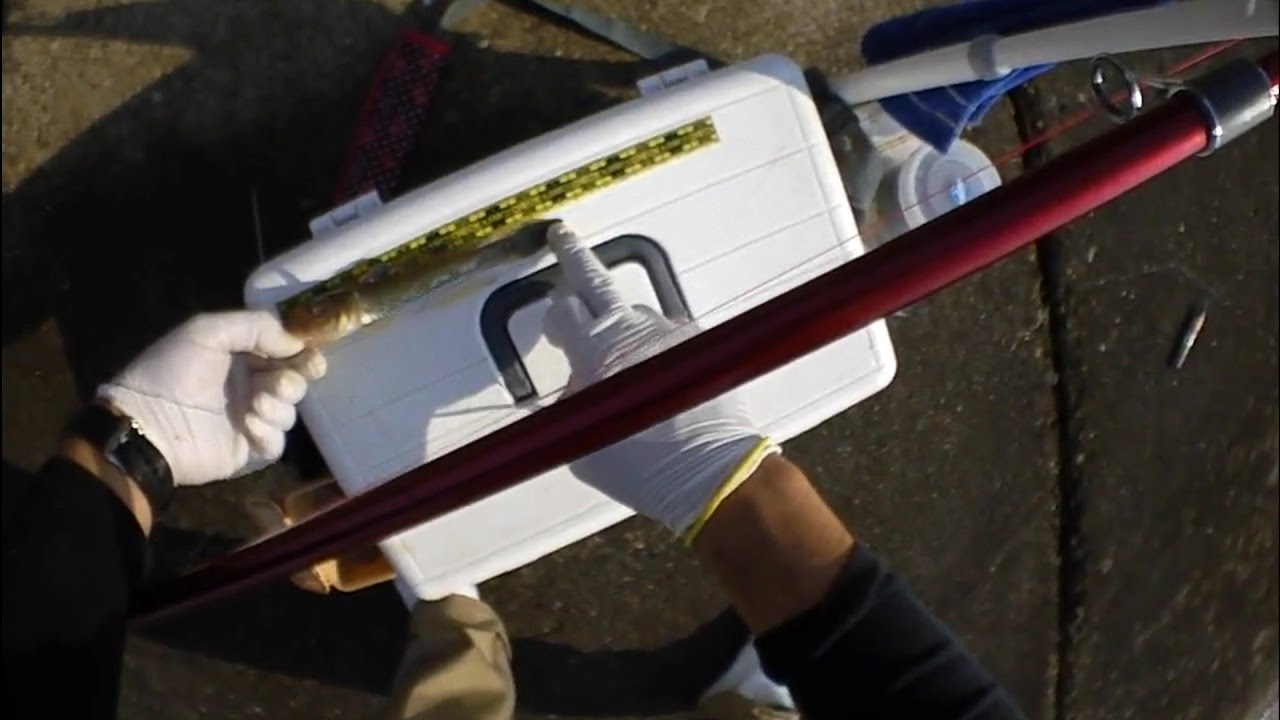 ハゼ釣りの時期 シーズンやおすすめの釣り方 ポイントとは 初心者入門 暮らし の