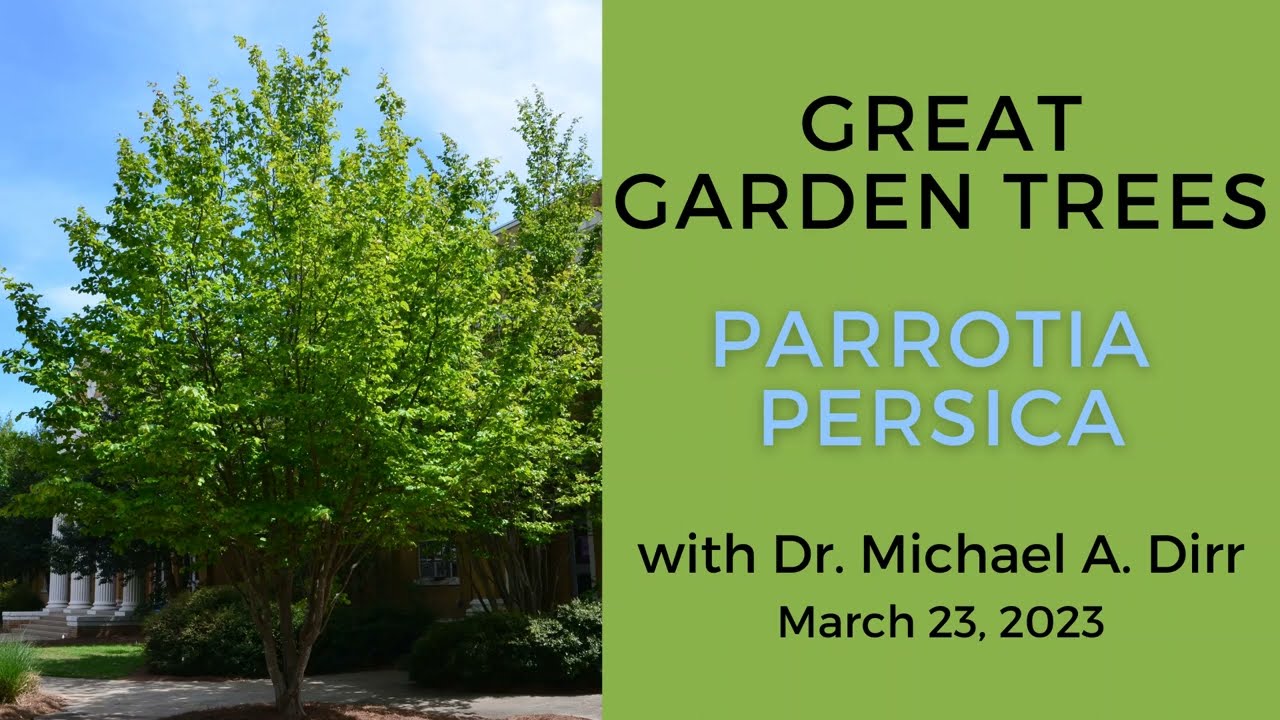 Great Garden Trees: Parrotia persica