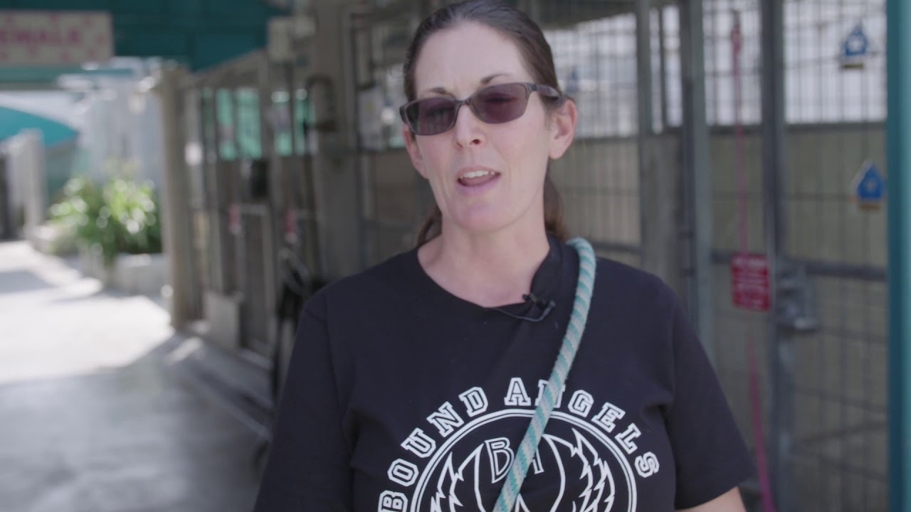 save dogs from euthanasia Rachel Saves Shelter Dogs - listen to her experience at Bound Angels University