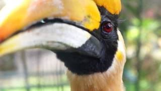 The Great Hornbill (Buceros bicornis)