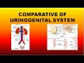 Comparative of Urinogenital System #ssbodisha  #ssbpreparation #pm'slifesciences